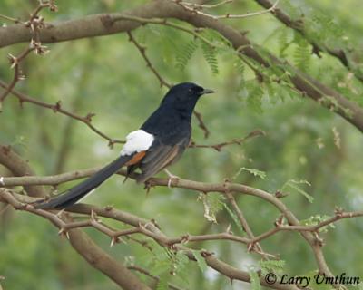 White-rumped Shama (Male)