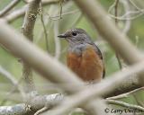 White-rumped Shama (Female)