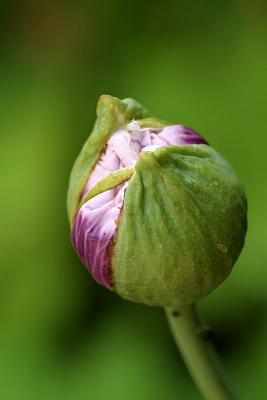 budding poppy