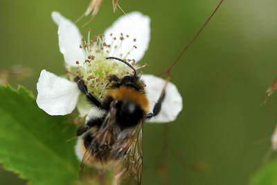 bee on a blackberry bush