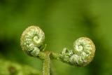 Emerging ferns