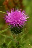 A thistle in a field