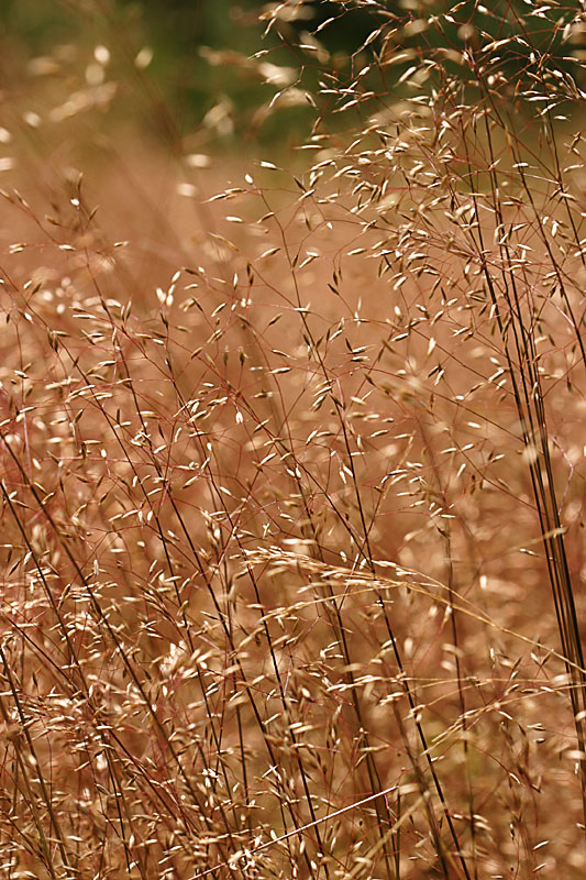 Whispering Grass - The Ink Spots