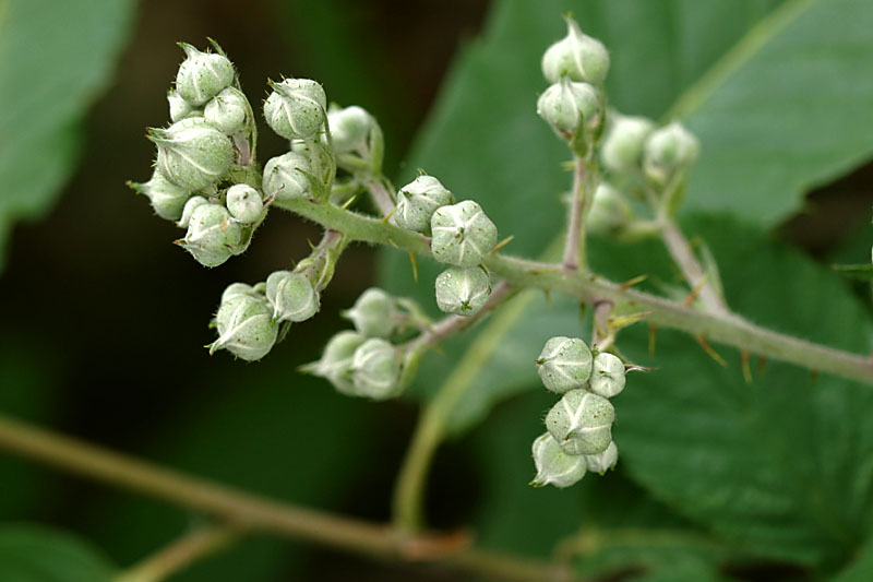 Tiny pointy buds on a bramble