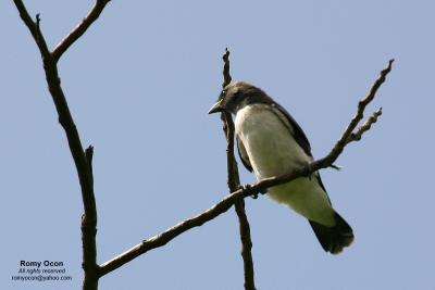 White-breasted Wood-swallow

Scientific name - Artamus leucorynchus

Habitat - Common, from open country to clearings at forest edge up to 1800 m.