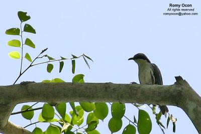 Stripe-headed Rhabdornis
Scientific name - Rhabdornis mystacalis
Habitat - Common in lowland forest and second growth.