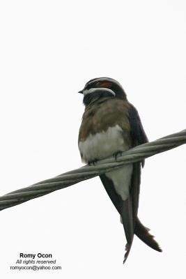 Whiskered Treeswift

Scientific name - Hemiprocne comata

Habitat - Fairly common at forest edge or in new clearings.