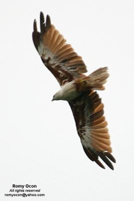 Brahminy Kite

Scientific name - Haliastur indus

Habitat - Common in open areas often near water, but also in mountains up to 1500 m.