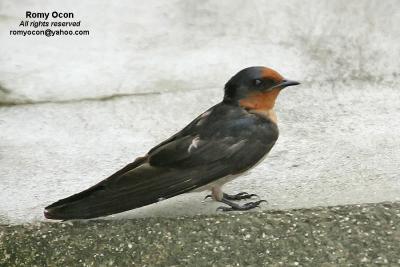 Pacific Swallow
Scientific name - Hirundo tahitica
Habitat - Common along coasts, in towns and open country, rarely over forest.