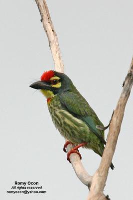 Coppersmith Barbet 

Scientific name - Megalaima haemacephala 

Habitat - Common in forest and edge, usually in the canopy. 

