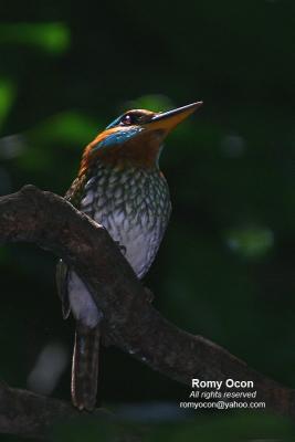 Spotted Wood-kingfisher
(A PHILIPPINE ENDEMIC)
Scientific name - Actenoides lindsayi
Habitat - Fairly common in lowland forest understory, perches motionless in dark recesses.