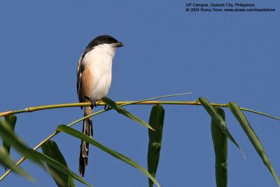 Long-tailed Shrike 

Scientific name - Lanius schach 

Habitat - Common in open country and scrub where it perches conspicuously on bushes and dead trees, at all elevations. 
