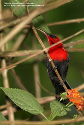 Crimson Sunbird (Male)

Scientific name - Aethopyga siparaja

Habitat - Cultivated areas, scrub, forest edge and second growth uo tp 1000 m.