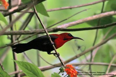 Crimson Sunbird (Male)

Scientific name - Aethopyga siparaja

Habitat - Cultivated areas, scrub, forest edge and second growth uo tp 1000 m.