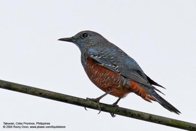 Blue Rock-Thrush (Immature) 

Scientific name - Monticola solitarius 

Habitat - Rocky exposed slopes, road cuts, and along rocky streams and rivers.
