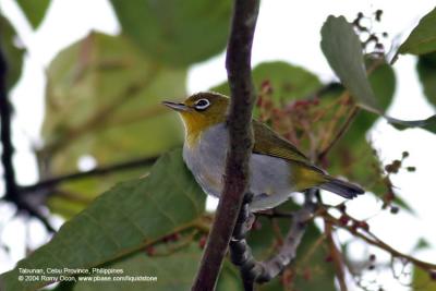 Everett's White-eye

Scientific name - Zosterops everetti

Habitat - Lowland forest, edge and second growth.