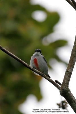 Red-keeled Flowerpecker 
(a Philippine endemic) 

Scientific name - Dicaeum australe australe 

Habitat - common in canopy of forest, edge and flowering trees. 

