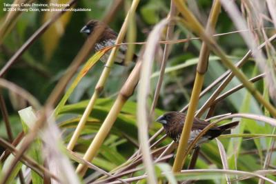 White-bellied Munia 

Scientific name - Lonchura leucogastra 

Habitat - Common, ranging from forest to ricefields.
