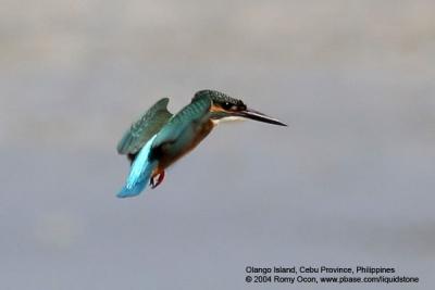 IMG_4936.JPG