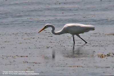 Great Egret 

Scientific name - Egretta alba 

Habitat - Uncommon in a variety of wetlands from coastal marshes to ricefields. 

