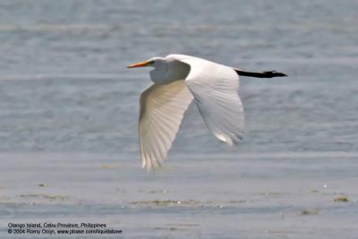 Great Egret 

Scientific name - Egretta alba 

Habitat - Uncommon in a variety of wetlands from coastal marshes to ricefields. 
