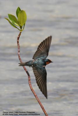 Pacific Swallow 

Scientific name - Hirundo tahitica 

Habitat - Common along coasts, in towns and open country, rarely over forest.
