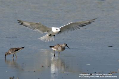Gull-billed Tern 

Scientific name - Gelochelidon nilotica 

Habitat - Uncommon in variety of wetlands. 
