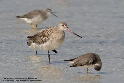Bar-tailed Godwit

Scientific name - Limosa lapponica

Habitat - Uncommon along coast on exposed mud and coral flats, and at river mouths.