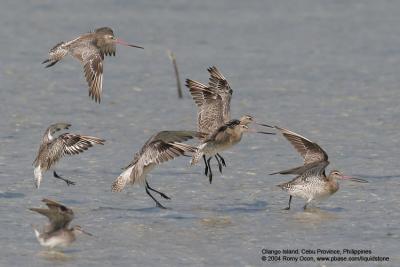 Bar-tailed Godwit 

Scientific name - Limosa lapponica 

Habitat - Uncommon along coast on exposed mud and coral flats, and at river mouths.
