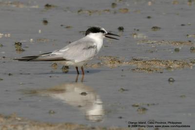 Little Tern

Scientific name - Sterna albifrons

Habitat - Uncommon along coasts, bays and river mouths.