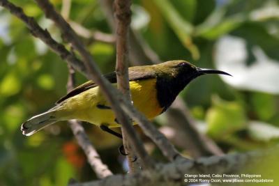 Olive-backed Sunbird (Male)

Scientific name - Nectarinia jugularis 

Habitat - Common lowland sunbird 

