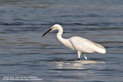 Little Egret 

Scientific name: Egretta Garzetta 

Habitat: Common in coastal marsh and tidal flats to ricefields. 

