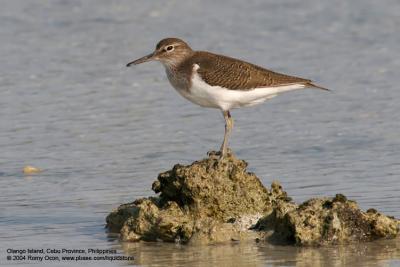 Common Sandpiper 

Scientific name - Actitis hypoleucos 

Habitat - Common along the shores of wide variety of wetlands. 
