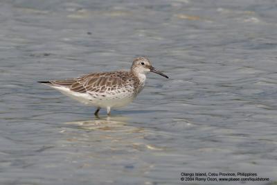 Great Knot

Scientific name - Calidris tenuirostris

Habitat - Uncommon along coast on exposed mud and coral flats.
