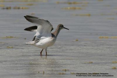 Common Redshank 

Scientific name - Tringa totanus 

Habitat - Common, coastal to rice fields.
