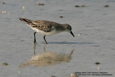 Rufous-necked Stint

Scientific name - Calidris ruficollis

Habitat - Mud flats and ricefields.