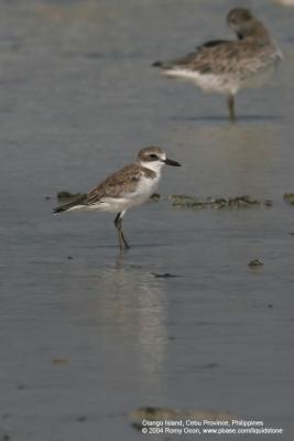 Greater Sand-Plover

Scientific Name - Charadrius leschenaultii

Habitat - Along the coast on exposed mud, sand and coral flats.