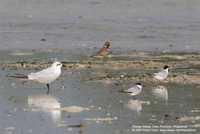 Little Tern
(Two birds at right)

Scientific name - Sterna albifrons

Habitat - Uncommon along coasts, bays and river mouths.