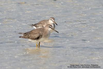 Grey-tailed Tattler

Scientific name - Heteroscelus brevipes

Habitat - Along coast on exposed mud, sand and coral flats, on rocks, and also ricefields.