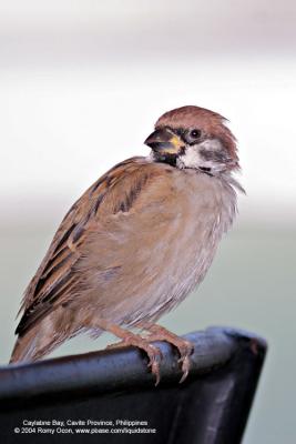 Eurasian Tree Sparrow 

Scientific name - Passer montanus 

Habitat - Common in virtually every inhabited island.
