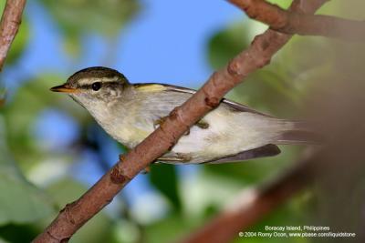 Arctic Warbler 

Scientific name - Phylloscopus borealis 

Habitat - Variety of forest types at all levels and elevations.

