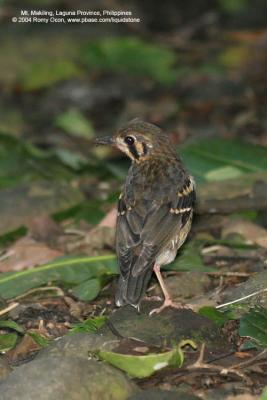 Ashy Ground-Thrush
(a Philippine endemic, immature)

Scientific name - Zoothera cinerea

Habitat - Uncommon, shy and hard to see, on or near the ground from low to high elevation forest.
