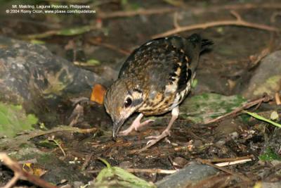 Ashy Ground-Thrush
(a Philippine endemic, immature)

Scientific name - Zoothera cinerea

Habitat - Uncommon, shy and hard to see, on or near the ground from low to high elevation forest.
