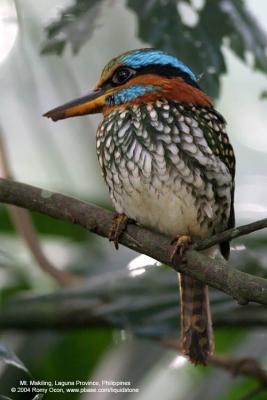 Spotted Wood-kingfisher 
(a Philippine endemic) 

Scientific name - Actenoides lindsayi 

Habitat - Fairly common in lowland forest understory, perches motionless in dark recesses.