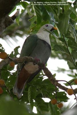 Black-chinned Fruit-dove 
(a near Philippine endemic, Male) 

Scientific name - Ptilinopus leclancheri leclancheri 

Habitat - Uncommon in forest patches up to 1500 m. 

