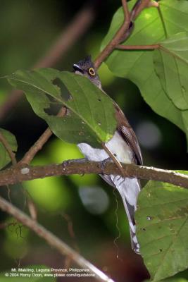 Yellow-wattled Bulbul 
(a Philippine endemic) 

Scientific name - Pycnonotus urostictus 

Habitat - Lowland early second growth and forest edge. 

