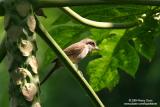 Brown Shrike 

Scientific name - Lanius cristatus 

Habitat - Common in all habitats at all elevations. 
