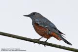 Blue Rock-Thrush (Immature) 

Scientific name - Monticola solitarius 

Habitat - Rocky exposed slopes, road cuts, and along rocky streams and rivers.
