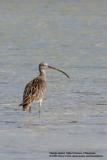 Far Eastern Curlew
Scientific name - Numenius madagascariensis
Habitat - Uncommon along coast on exposed mud and coral flats.