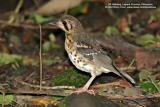 Ashy Ground-Thrush
(a Philippine endemic, immature)
Scientific name - Zoothera cinerea
Habitat - Uncommon, shy and hard to see, on or near the ground from low to high elevation forest.